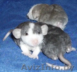 крысы хаски и другие - Изображение #1, Объявление #1184787