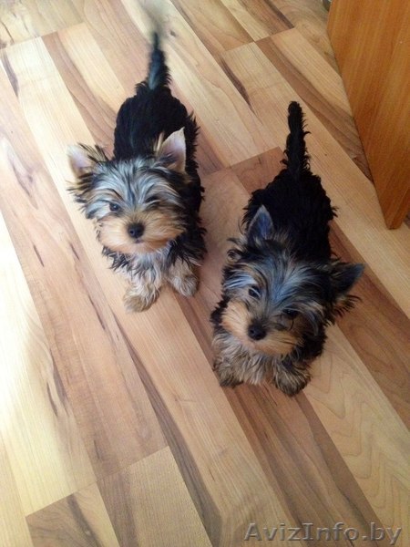 Девочки йокширки - Изображение #1, Объявление #1243325