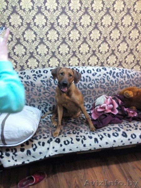 Отдается риджбек - Изображение #1, Объявление #1355249