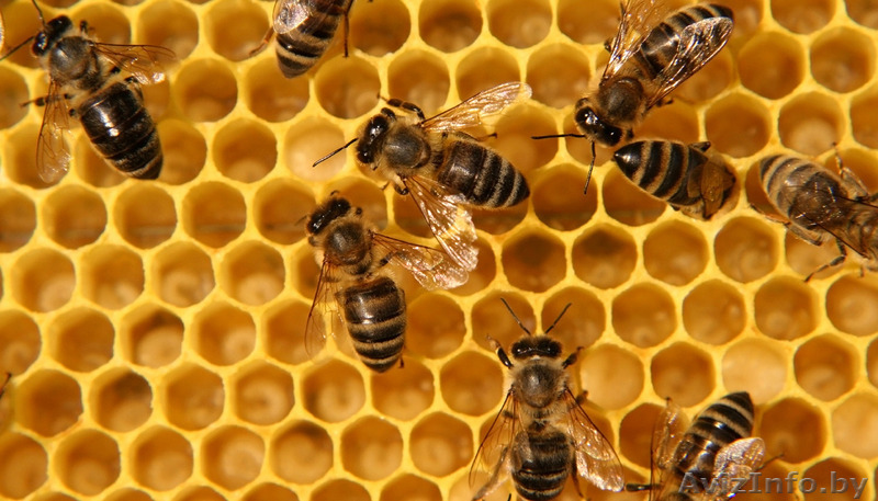 деревянные или пластиковые рабочие ульи и корпуса. перезимовавших пчёл - Изображение #1, Объявление #1376663