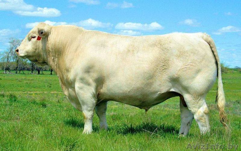 Закупаем Племенные Быки породы Шароле - Изображение #1, Объявление #1439845