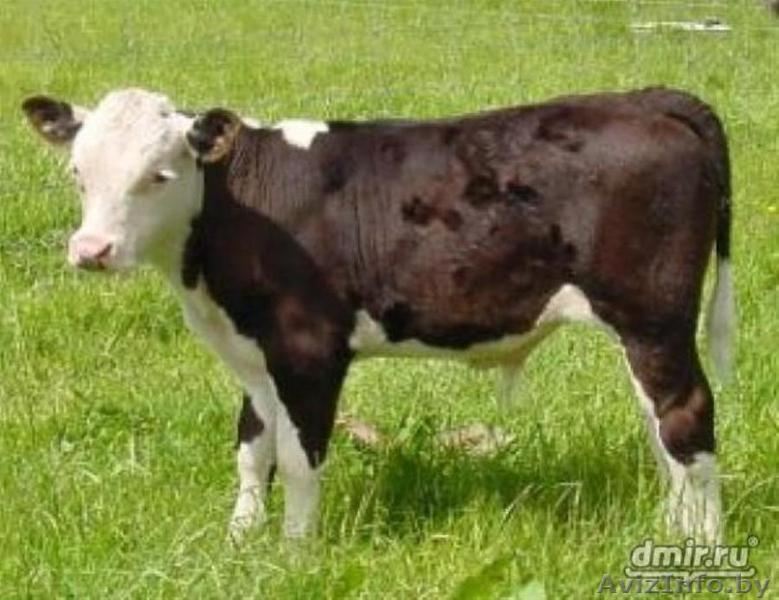 Закупаем Телята до 100 кг. - Изображение #1, Объявление #1439937