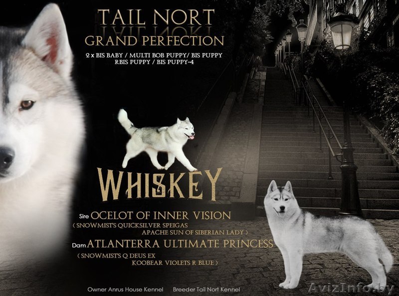 Кобель хаски для вязки,внук чемпиона мира - Изображение #1, Объявление #1468504