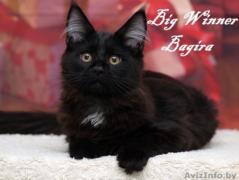 котенок породы мейн кун - Изображение #1, Объявление #1555199