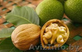саженцы грецкого ореха, груши, яблони, малины. Витебск - Изображение #1, Объявление #1246944