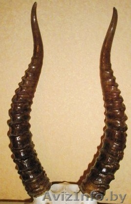 Куплю дорого рога сайгака. Звоните сейчас - Изображение #1, Объявление #1596915