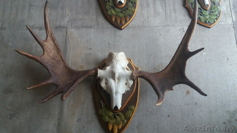 Рога лося на медальоне продам по выгодной цене до НГ. Звоните - Изображение #1, Объявление #1600060