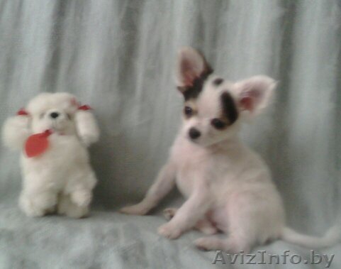 чихуахуа  девочка - Изображение #1, Объявление #1618896