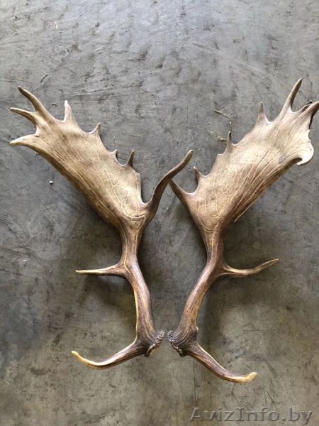 Рога лося оленя дорого - Изображение #1, Объявление #1639272