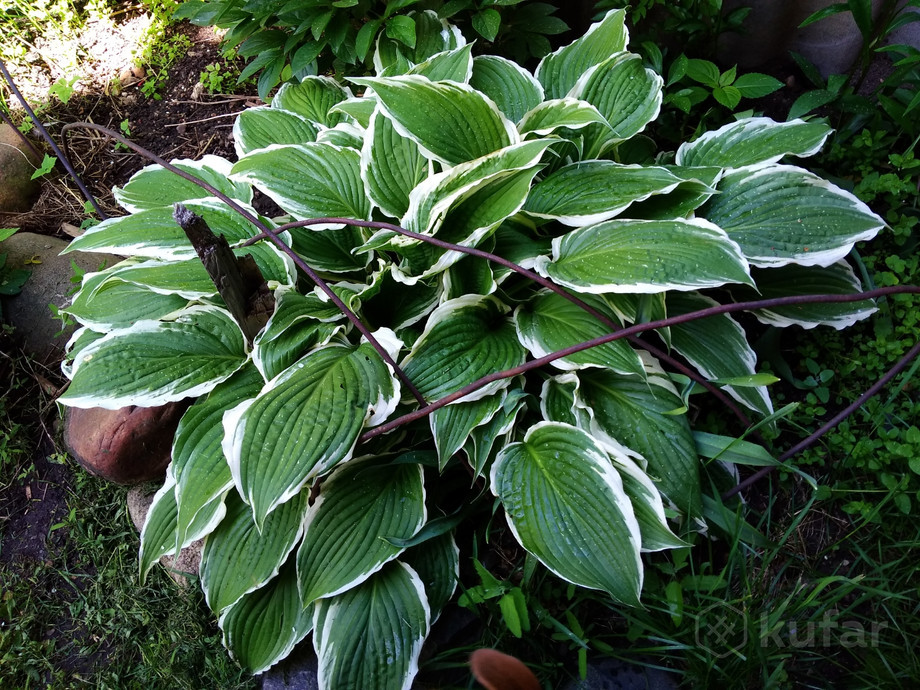 Хоста Соу Свит - Изображение #1, Объявление #1714051