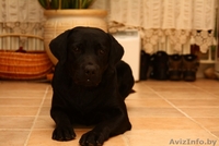 Щенки лабрадора ретривера черного окраса - Изображение #2, Объявление #18085