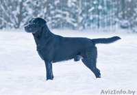 Щенки лабрадора ретривера черного окраса - Изображение #1, Объявление #18085