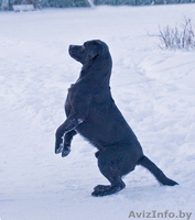 Щенки лабрадора ретривера черного окраса - Изображение #3, Объявление #18085