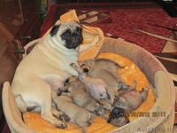 щенки породы мопс - Изображение #1, Объявление #34299