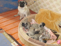щенки породы мопс - Изображение #2, Объявление #34299