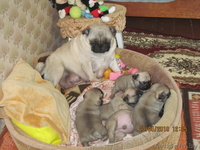 щенки породы мопс - Изображение #3, Объявление #34299