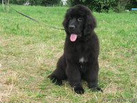 Ньюфаундленда щенки черного окраса - Изображение #3, Объявление #49710