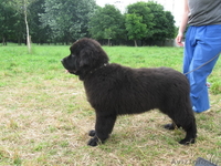 Ньюфаундленда щенки черного окраса - Изображение #1, Объявление #49710