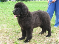 Ньюфаундленда щенки черного окраса - Изображение #2, Объявление #49710