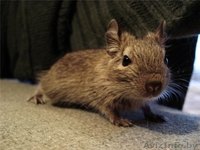 Продам чилийскую белочку дегу.   - Изображение #2, Объявление #79767