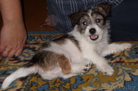 Отдам щенка в хорошие руки. - Изображение #1, Объявление #92706