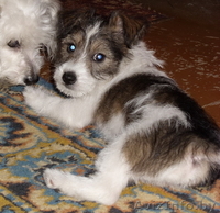 Отдам щенка в хорошие руки. - Изображение #3, Объявление #92706