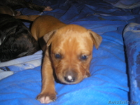 Пит - Изображение #2, Объявление #95396