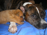 Пит - Изображение #4, Объявление #95396