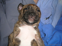 Пит - Изображение #1, Объявление #95396