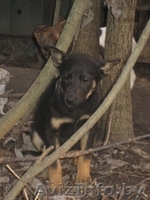 Щенки ищут дом,спасите их жизнь! - Изображение #1, Объявление #110558