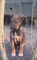 Щенки ищут дом,спасите их жизнь! - Изображение #2, Объявление #110558