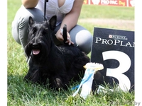 скотч-терьера щенки Витебск - Изображение #1, Объявление #127308