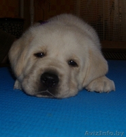 Перспективные щенки лабрадора  от Чемпионов!!!! - Изображение #4, Объявление #120599