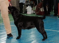 Перспективные щенки лабрадора  от Чемпионов!!!! - Изображение #3, Объявление #120599