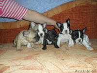 Красивые и классные щенки французского бульдога - Изображение #3, Объявление #133286