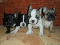 Красивые и классные щенки французского бульдога - Изображение #1, Объявление #133286