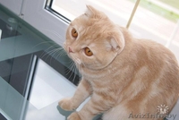 Шотландская вислоухая - Изображение #1, Объявление #152149