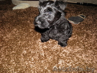 скотч-терьера щенки Витебск - Изображение #5, Объявление #127308