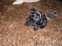 скотч-терьера щенки Витебск - Изображение #4, Объявление #127308