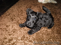 скотч-терьера щенки Витебск - Изображение #2, Объявление #127308