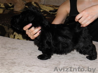 скотч-терьера щенки Витебск - Изображение #3, Объявление #127308