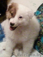 Дарю щенка 3,5 месяца в хорошие руки - Изображение #1, Объявление #159078