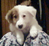 Дарю щенка 3,5 месяца в хорошие руки - Изображение #2, Объявление #159078