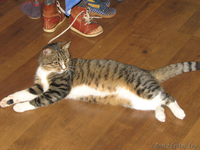 Отдадим в хорошие руки замечательного молодого кота - Изображение #1, Объявление #205547