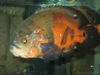 Продам астронотусов - Изображение #1, Объявление #205344