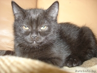 котенок скоттиш страйт - Изображение #1, Объявление #234891