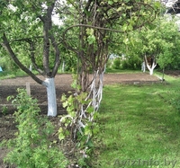 Дача.Жигалова-2 - Изображение #1, Объявление #242709