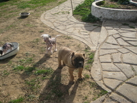 КАНЕ КОРСО ЩЕНКИ  ОТ ЛУЧШИХ ПРОИЗВОДИТЕЛЕЙ. - Изображение #3, Объявление #252883