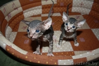 Котята Донского сфинкса - Изображение #1, Объявление #255350