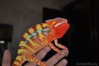 Продажа пресмыкающихся. - Изображение #1, Объявление #244498